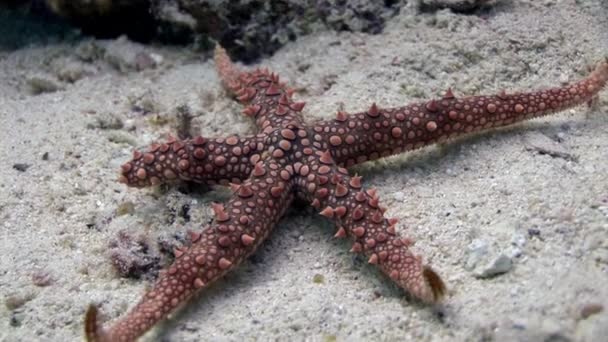 Prickly étoiles de mer rouges Gomophia egyptiaca sous-marin de l'Egypte . — Video