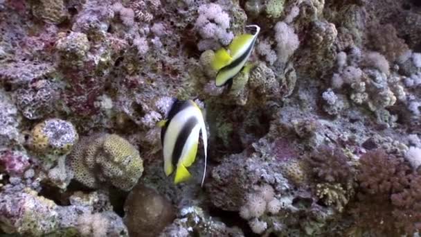 El vídeo submarino relajante sobre la naturaleza marina en puro transparente del Mar Rojo . — Vídeos de Stock