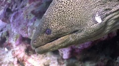 Dev Gymnothorax Javanicus moray eles Kızıldeniz saf şeffaf su.