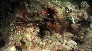Aile çizgili balık ortak lionfish Kızıldeniz alt Pterois volitans.