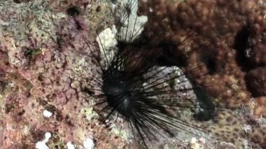 Deniz kestanesi Echinothrix diadema su altında siyah.