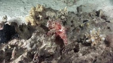 Scorpionfish scorpaenopsis barbata çok zehirli su altında sakallı.