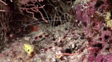 Şeffaf cam temizleyici sualtı Kızıldeniz karides.