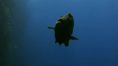 Dev wrasse napoleon balık Mısır'ın Kızıldeniz koyu mavi zemin üzerine.