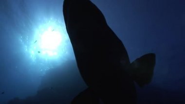 Napoleon balık Red Sea'deki/daki güneş sualtı yansıma arka plan üzerinde.