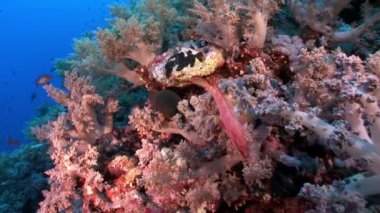 Tridacna Scuamose dev istiridye Red Sea'deki/daki mercan parçaları arasındaki infiltre.