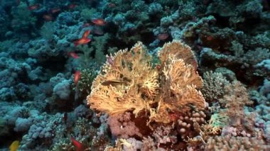 Sualtı video hakkında coral reef saf Kızıldeniz şeffaf sakin ol.