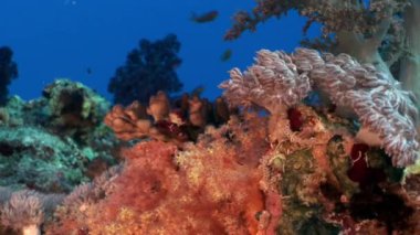 Sualtı mercan kırmızı deniz hakkında video sakin ol.