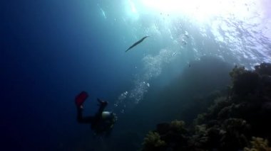Coral reef dalış sualtı Red sea relax.