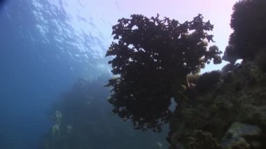 Red Sea'deki/daki mercan sualtı.
