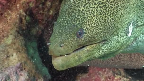 Hoofd van Giant Gymnothorax Javanicus murenen in zuiver water van de rode zee. — Stockvideo