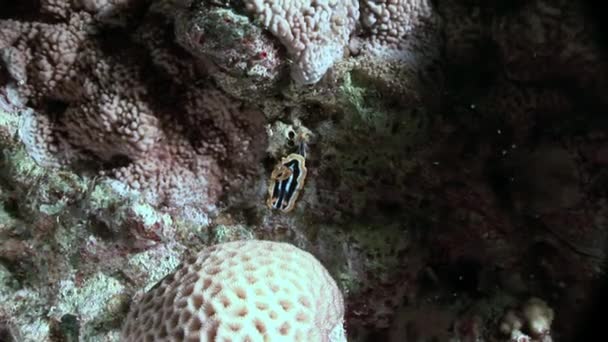 Snigel på sandbotten undervattens Röda havet. — Stockvideo