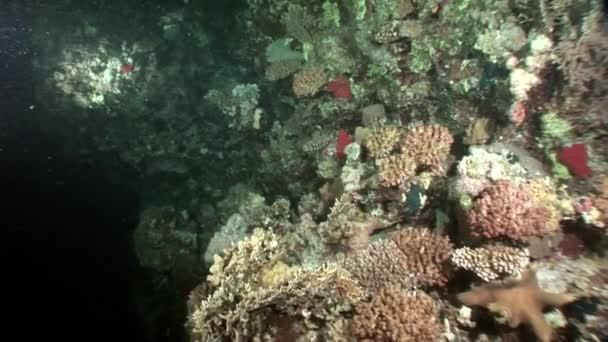 Natureza marinha subaquática no fundo da bela lagoa de Mar Vermelho . — Vídeo de Stock
