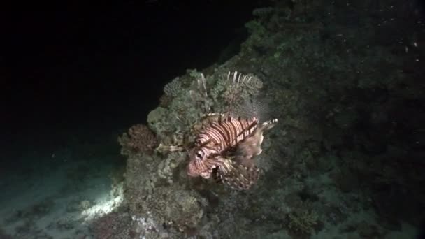 Csíkos mérgező halak közös lionfish Pterois volitans a Vörös-tenger alján. — Stock videók