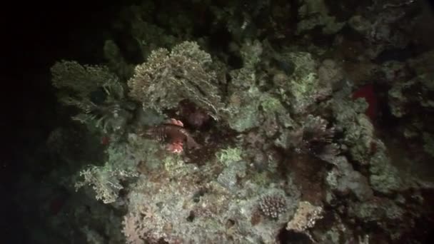 Familie van gestreepte vissen gemeenschappelijk lionfish Pterois volitans op bodem van de rode zee. — Stockvideo