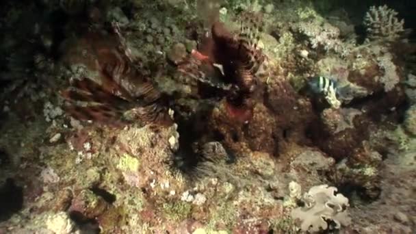 Famiglia di pesci a strisce Pesce leone comune Pterois volitans sul fondo del Mar Rosso . — Video Stock
