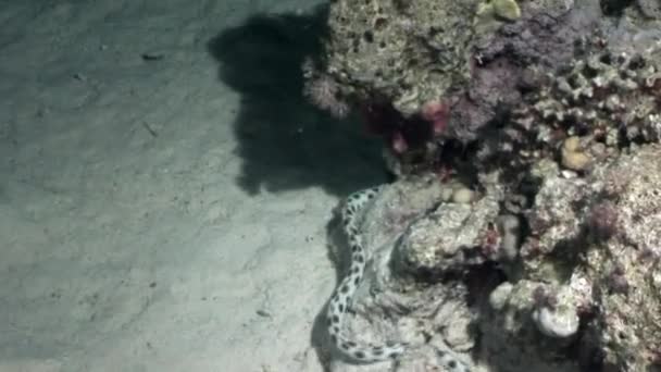 Χαλαρώστε υποβρύχια βίντεο σχετικά με τη θαλάσσια φύση σε καθαρή διαφανή Ερυθρά θάλασσα. — Αρχείο Βίντεο