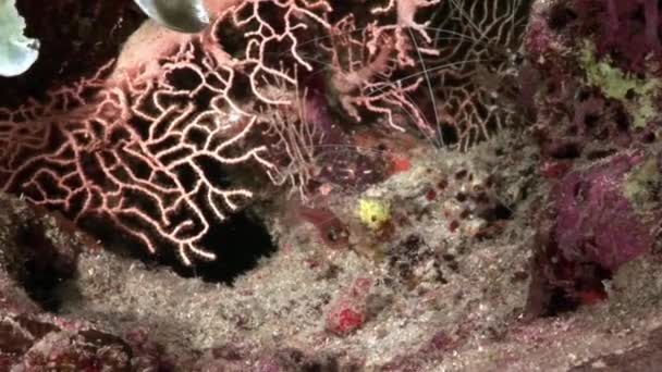 Limpiador de camarones transparente de vidrio bajo el agua Mar Rojo . — Vídeos de Stock