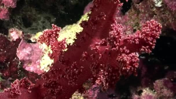 Video de relajación submarina sobre el arrecife de coral del Mar Rojo . — Vídeo de stock