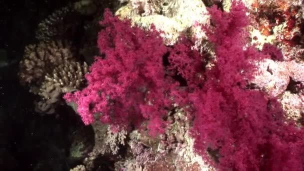 Coral violet purple color underwater in Red sea. — Stock Video