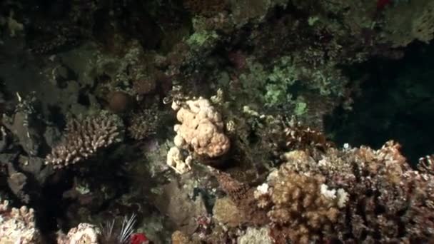 Subaquático relaxar vídeo sobre recife de coral de Mar Vermelho . — Vídeo de Stock