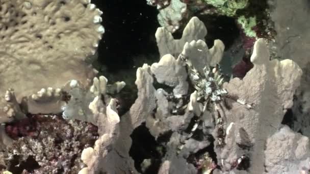 Onderwater video over zee lily Oligometra Serripinna van Shaab Sharm ontspannen. — Stockvideo