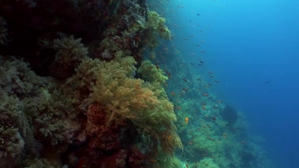 A háttérben a különböző korallok víz alatti Vörös-tenger fényes halak iskola. — Stock videók