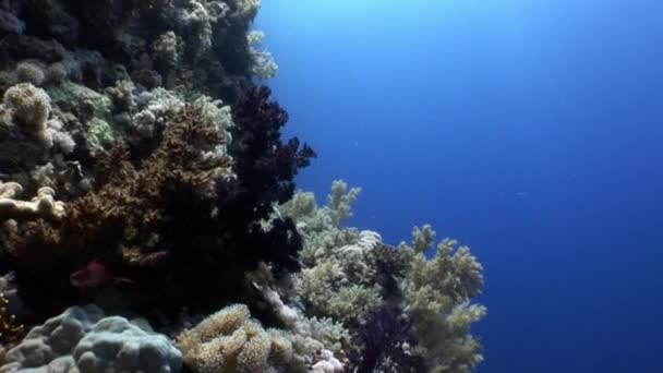 Sualtı mercan kırmızı deniz hakkında video sakin ol. — Stok video