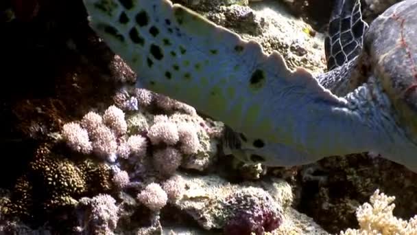 Reptil gigante Carey tortuga marina Eretmochelys imbricata en el Mar Rojo . — Vídeos de Stock