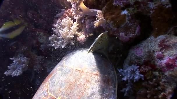 Reptil gigante Carey tortuga marina Eretmochelys imbricata en el Mar Rojo . — Vídeos de Stock