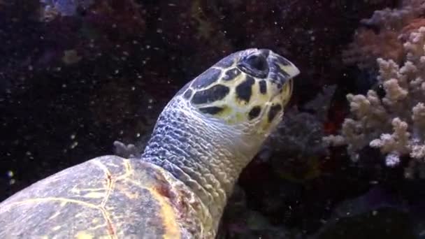 Riesenreptil Falkenschnabel Meeresschildkröte eretmochelys imbricata im Roten Meer. — Stockvideo