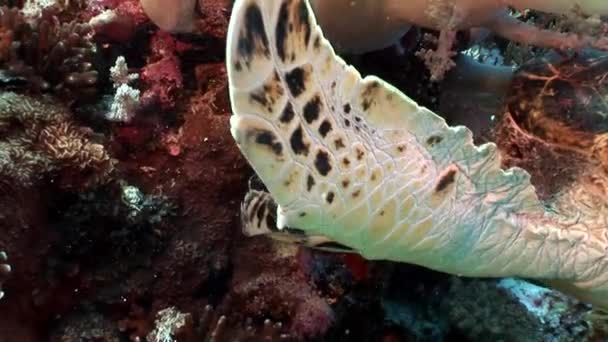 Riesenschildkröte eretmochelys imbricata in reinem, transparentem Wasser. — Stockvideo