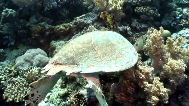 Tortuga gigante carey Eretmochelys imbricata en agua pura transparente . — Vídeos de Stock