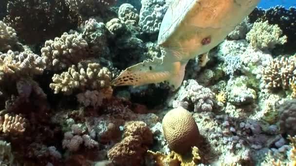 Riesenschildkröte eretmochelys imbricata in reinem, transparentem Wasser. — Stockvideo