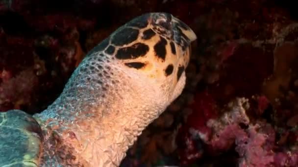 Head Giant reptile Hawksbill sea turtle Eretmochelys imbricata in Red sea. — Stock Video