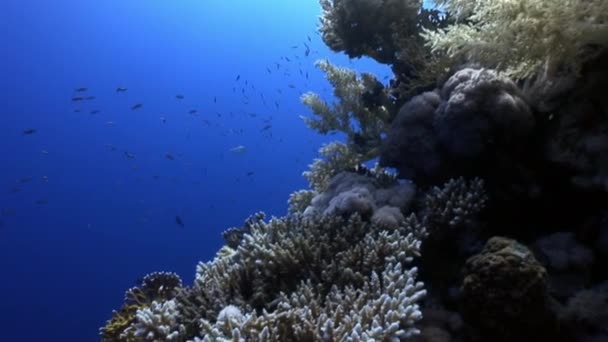 Potápění v korálových útesů relaxovat pod vodou Rudého moře. — Stock video