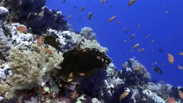 Школа ярких рыб на фоне различных кораллов под водой Красного моря . — стоковое видео