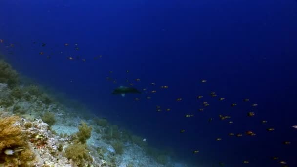 산호초에서 스쿠버 다이빙 수 중 홍 해 휴식. — 비디오