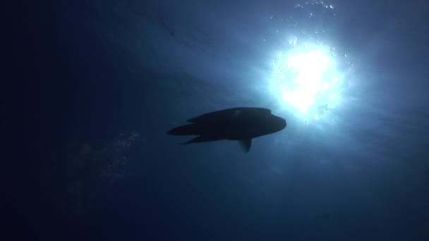 Napoleon fish on background of sun underwater reflection in Red sea. — Stock Video