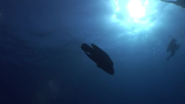 Napoleon fish on background of sun underwater reflection in Red sea. — Stock Video