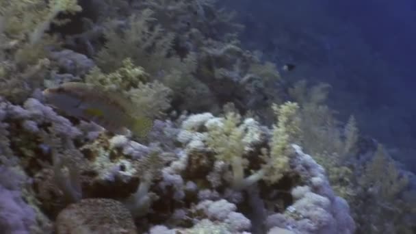 Peces bajo el agua Mar Rojo . — Vídeos de Stock