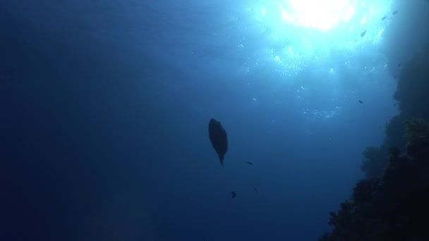 Napoleon fisk på bakgrund av solen under vattnet eftertanke i Röda havet. — Stockvideo