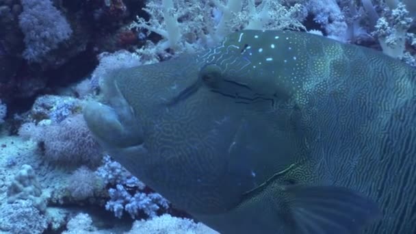 Pez napoleon wrasse gigante sobre fondo azul oscuro en el Mar Rojo de Egipto . — Vídeos de Stock