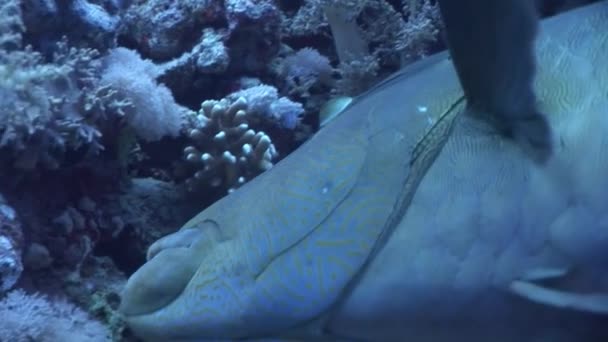 エジプトの紅海で暗い青色の背景に巨大なベラ ナポレオン魚. — ストック動画