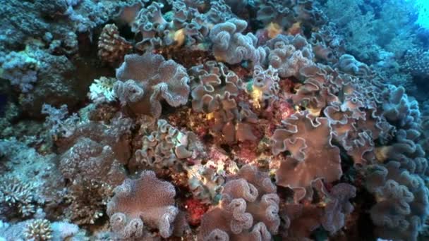 Video de relajación subacuática sobre arrecife de coral en puro transparente del Mar Rojo . — Vídeos de Stock