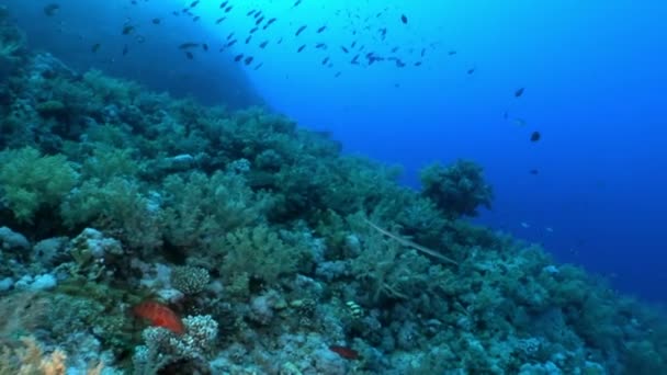 Peces bajo el agua Mar Rojo . — Vídeos de Stock