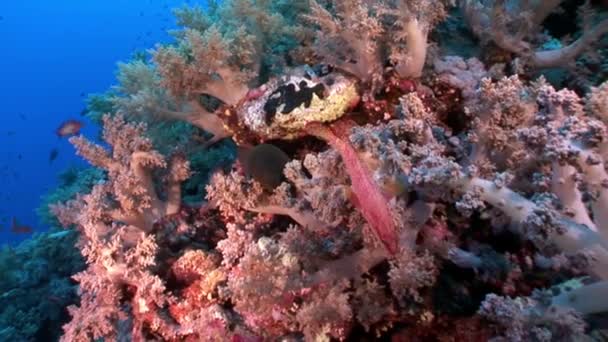 Tridacna Scuamose jätte mussla infiltrerat mellan bitar av koraller i Röda havet. — Stockvideo