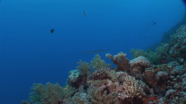 이집트의 빨간 바다에서 긴 pipefish needlefish. — 비디오