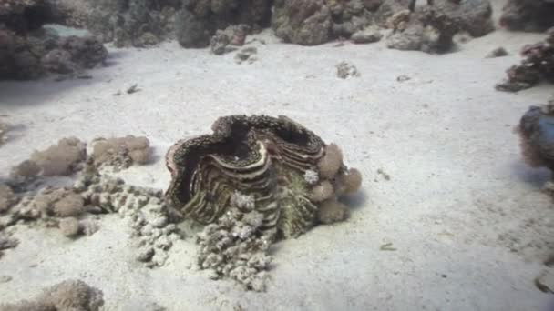 Tridacna Scuamose jätte mussla infiltrerat mellan bitar av koraller i Röda havet. — Stockvideo