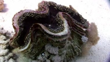 Tridacna Scuamose dev istiridye Red Sea'deki/daki ağır manto.